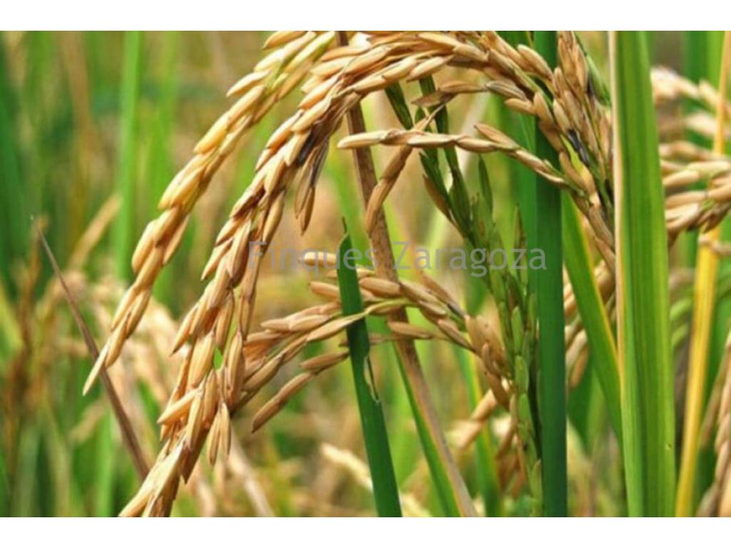  Rice field for sale in Deltebre, very close to the town center, ideal for those looking for farmland in a well-established agricultural area. The property has an approximate surface area of 3,168 m², equivalent to slightly more than one local “jornal” of land.